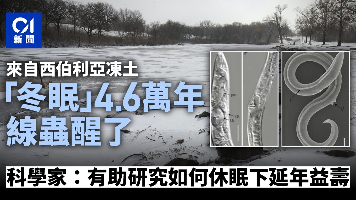 人類冬眠延壽不是夢?埋凍土4萬年線蟲 澆水後「覺醒」震驚專家 人類冬眠延壽不是夢?埋凍土4萬年線蟲 澆水後「覺醒」震驚專家