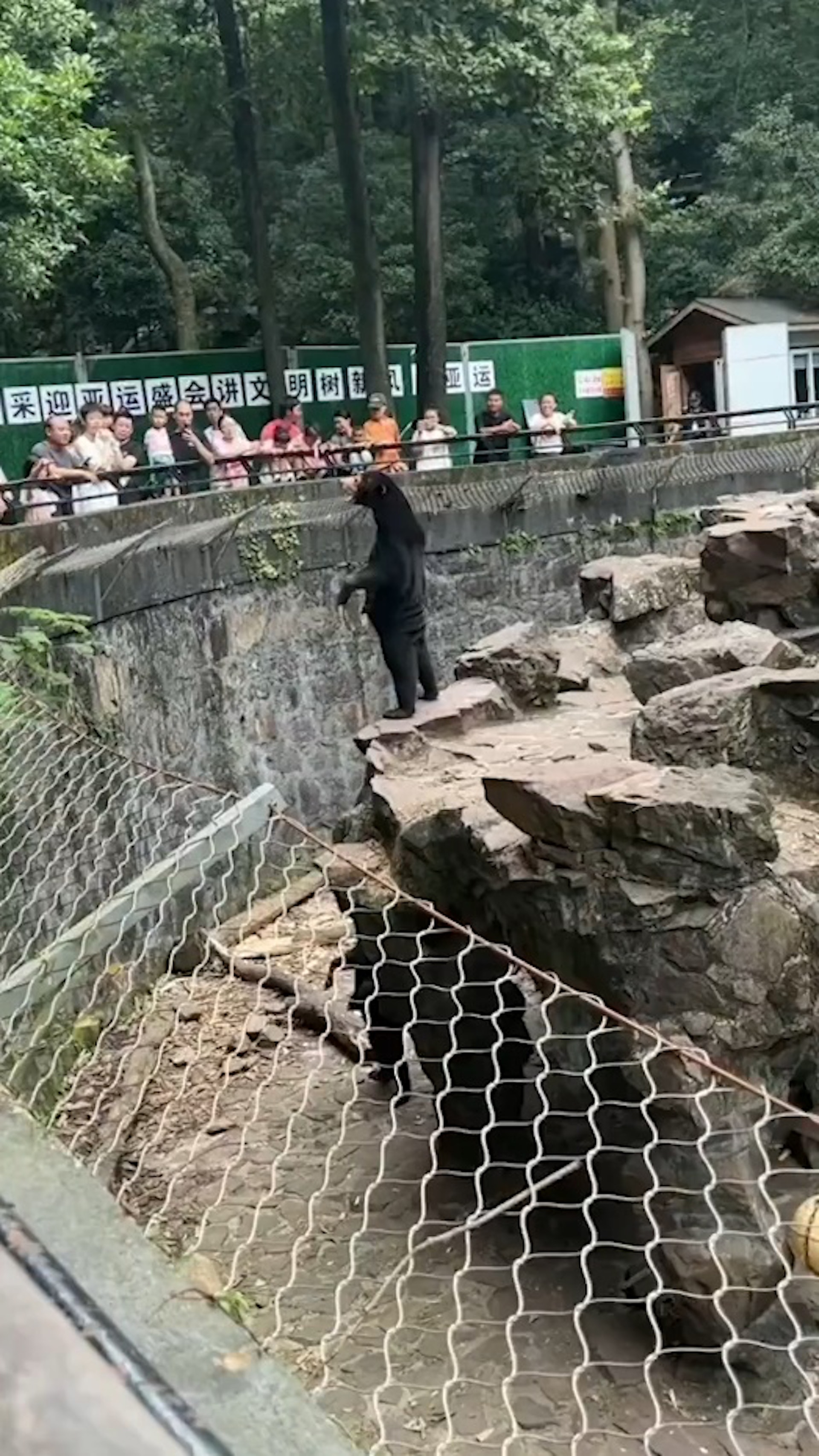 杭州動物園馬來熊站立揮手與遊客互動。(影片截圖) 杭州動物園馬來熊站立揮手與遊客互動。(影片截圖)