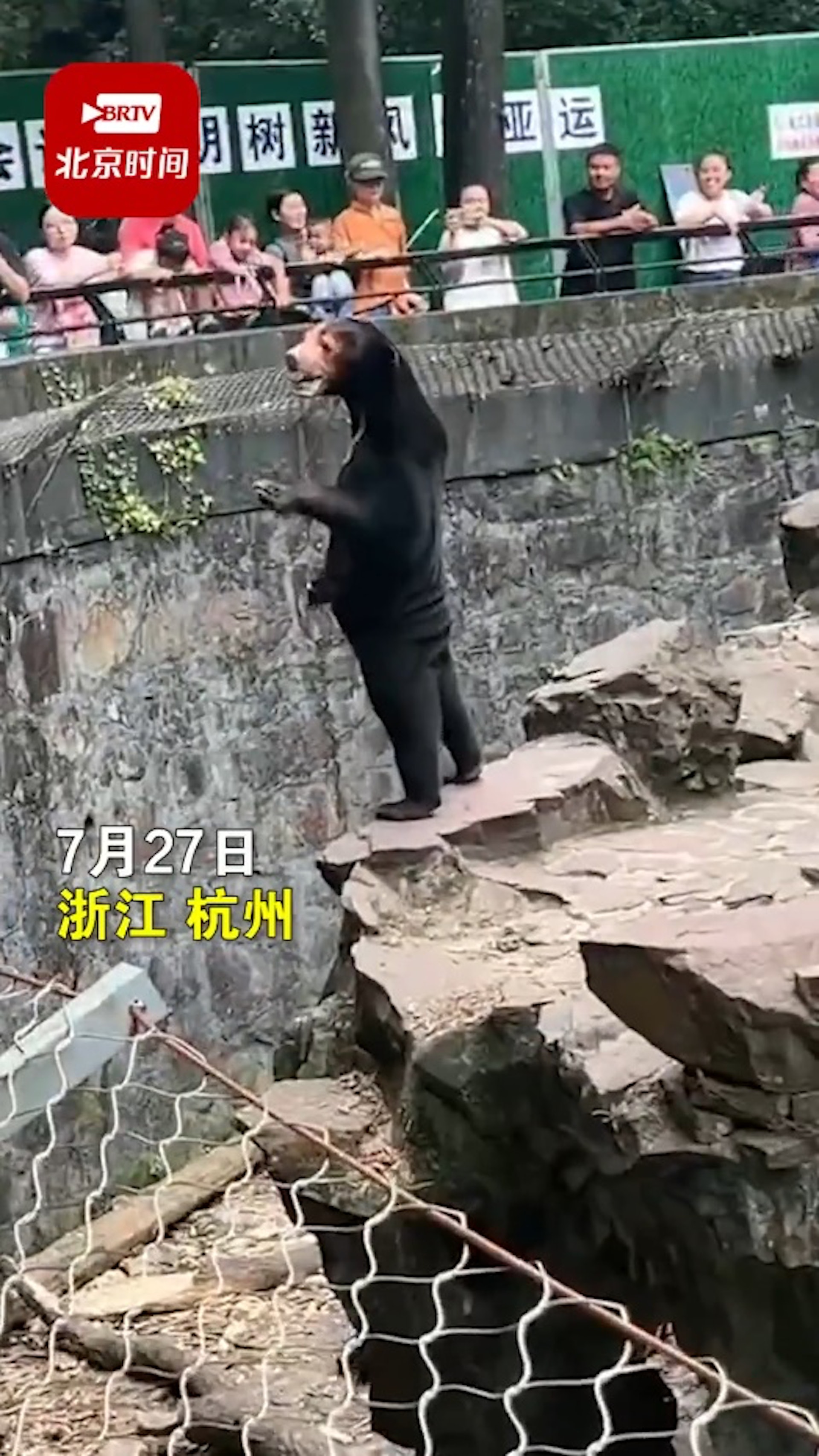杭州動物園馬來熊站立揮手與遊客互動。(影片截圖) 杭州動物園馬來熊站立揮手與遊客互動。(影片截圖)