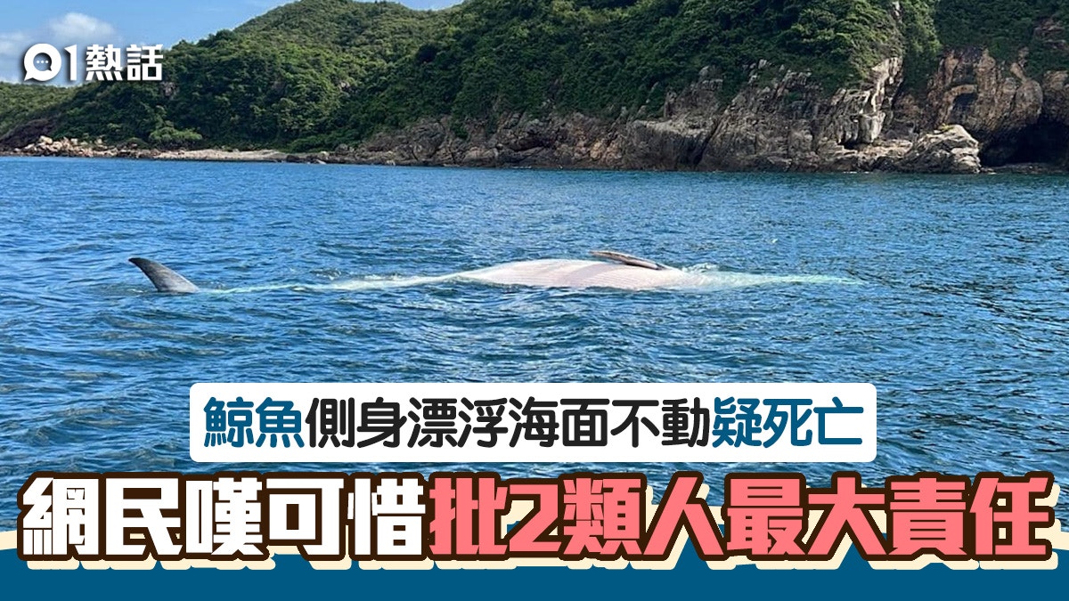 西貢鯨魚｜警方接報牛尾州現鯨屍　網民嘆可惜：兩類人負最大責任