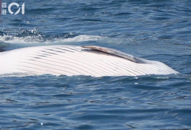 西貢鯨魚｜香港觀鯨指引無約束力網民籲參考外國保護海洋動物
