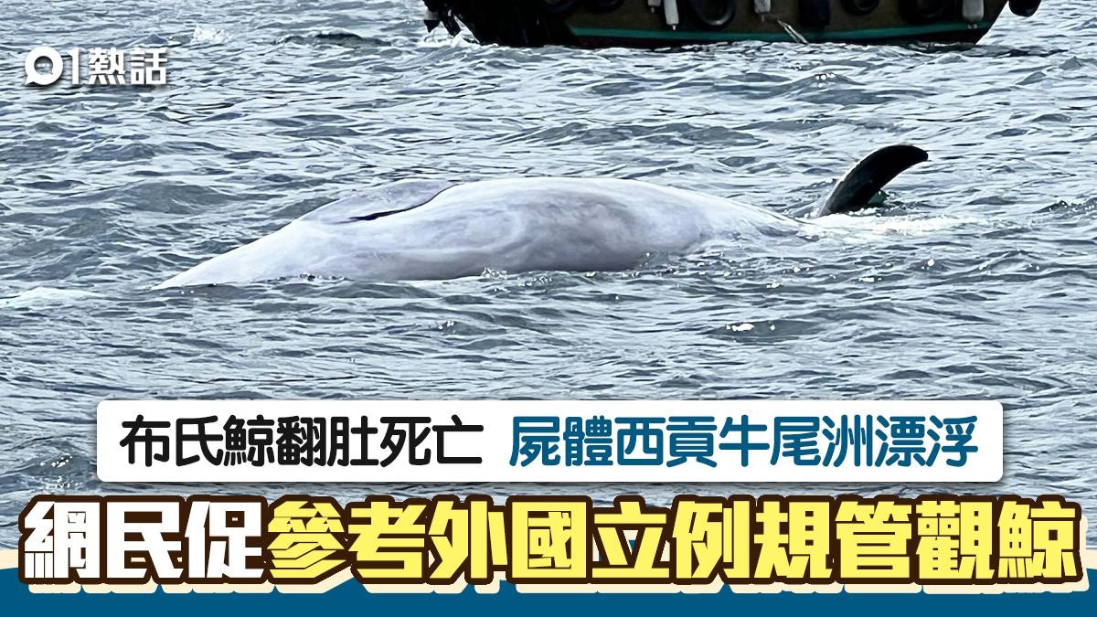 西貢鯨魚｜香港觀鯨指引無約束力網民籲參考外國保護海洋動物