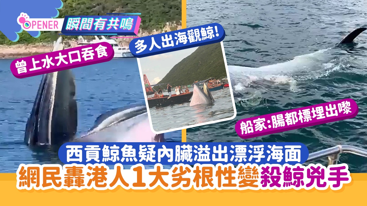 西貢鯨魚疑內臟溢出漂浮海面網民轟香港人1大劣根性變殺鯨兇手