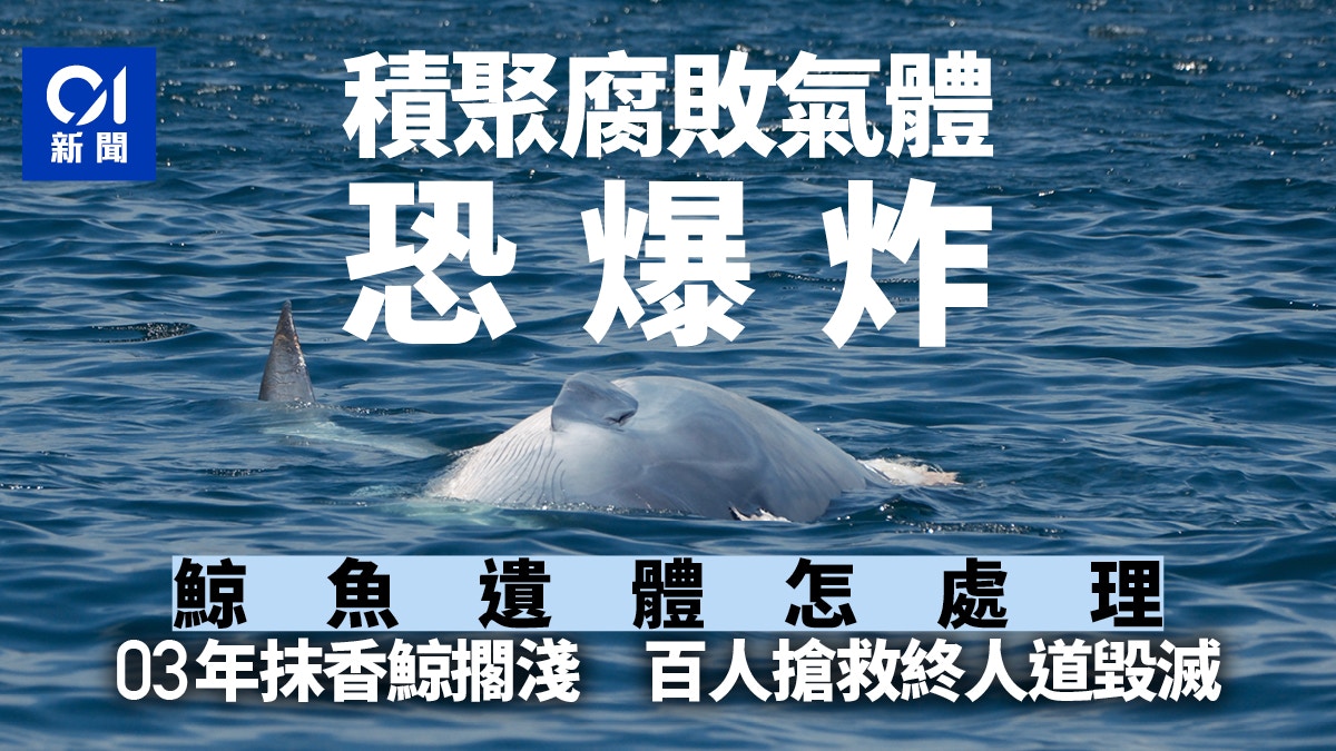 西貢鯨魚｜遺體怎處理？2003年10米長抹香鯨擱淺失救長埋沙灘