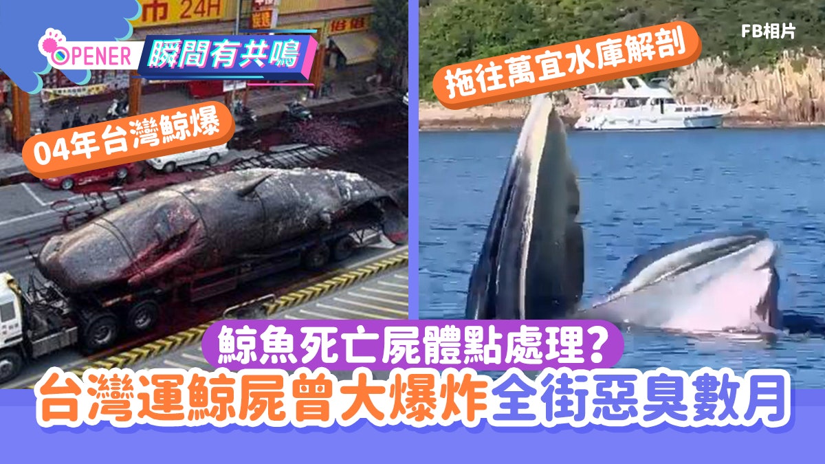 鯨魚死亡屍體點處理?台灣曾運鯨屍突大爆炸 血濺全條街惡臭數月 鯨魚死亡屍體點處理?台灣曾運鯨屍突大爆炸 血濺全條街惡臭數月