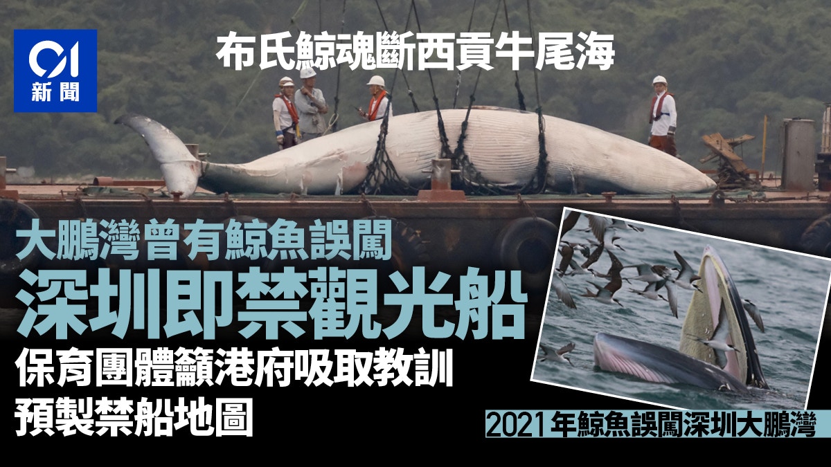 西貢鯨魚｜深圳大鵬灣曾現翻版事件當局即禁觀光船商船限速