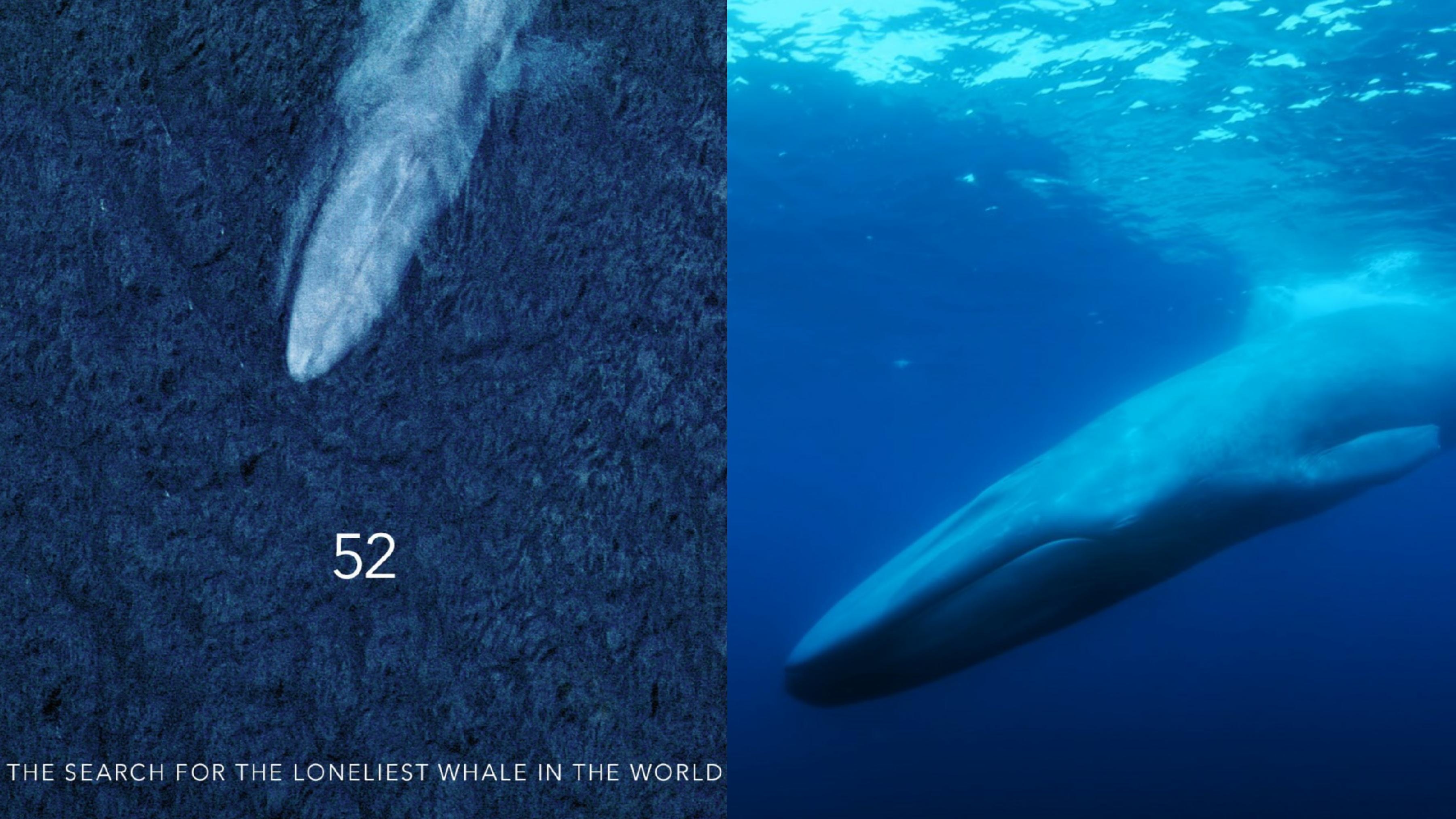 西貢鯨魚｜「52赫茲」被譽為世上最孤獨鯨魚呼叫廿年找不到同伴