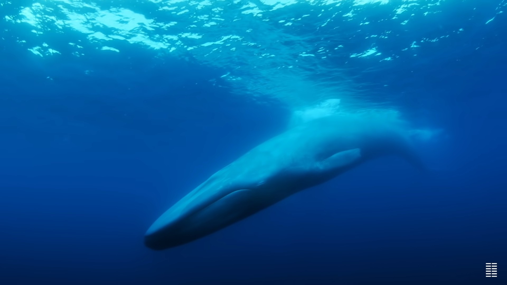 西貢鯨魚｜「52赫茲」被譽為世上最孤獨鯨魚呼叫廿年找不到同伴