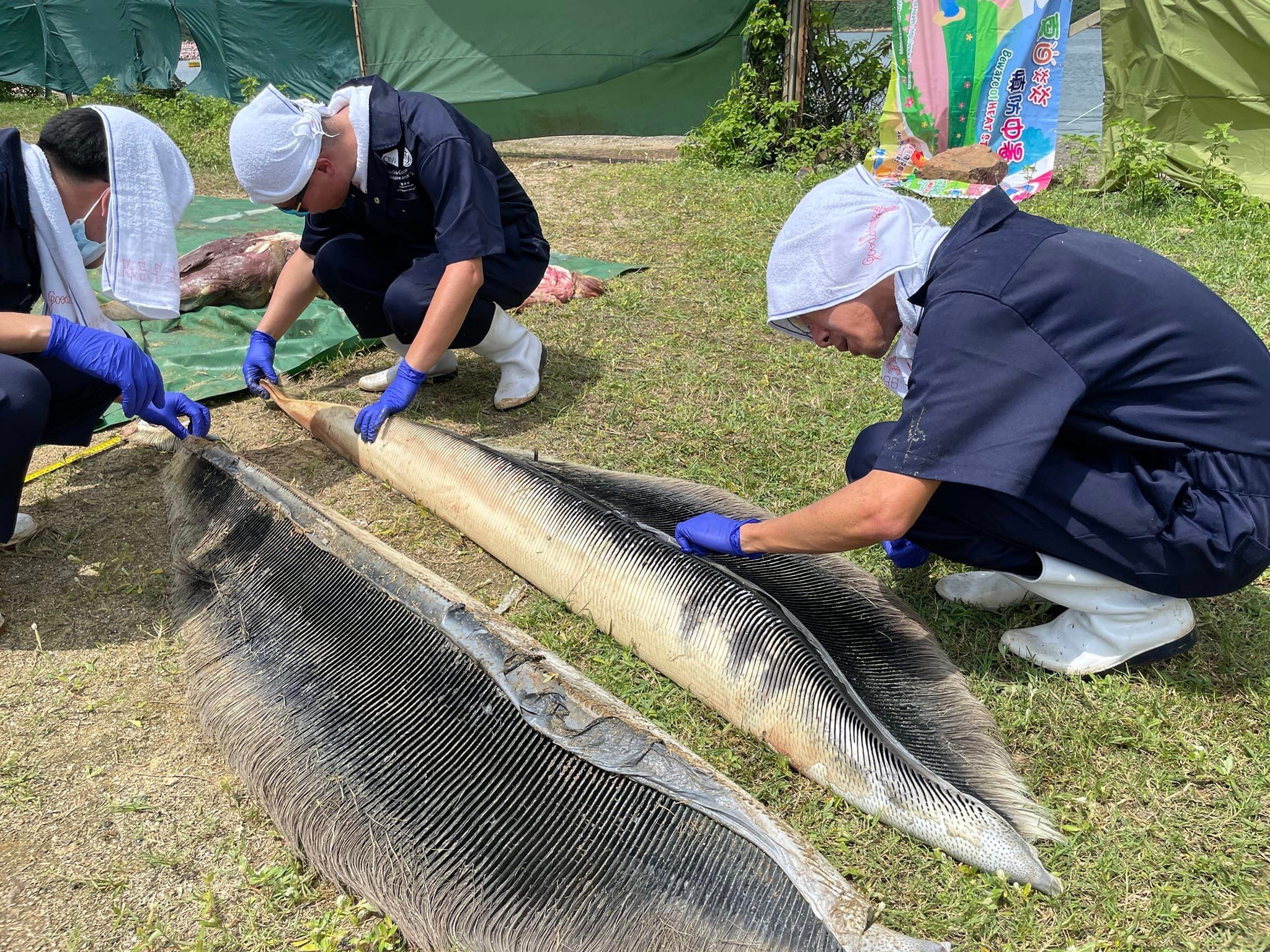 西貢鯨魚｜城大教授報告解剖發現：兩傷口深及骨骼大減存活機率
