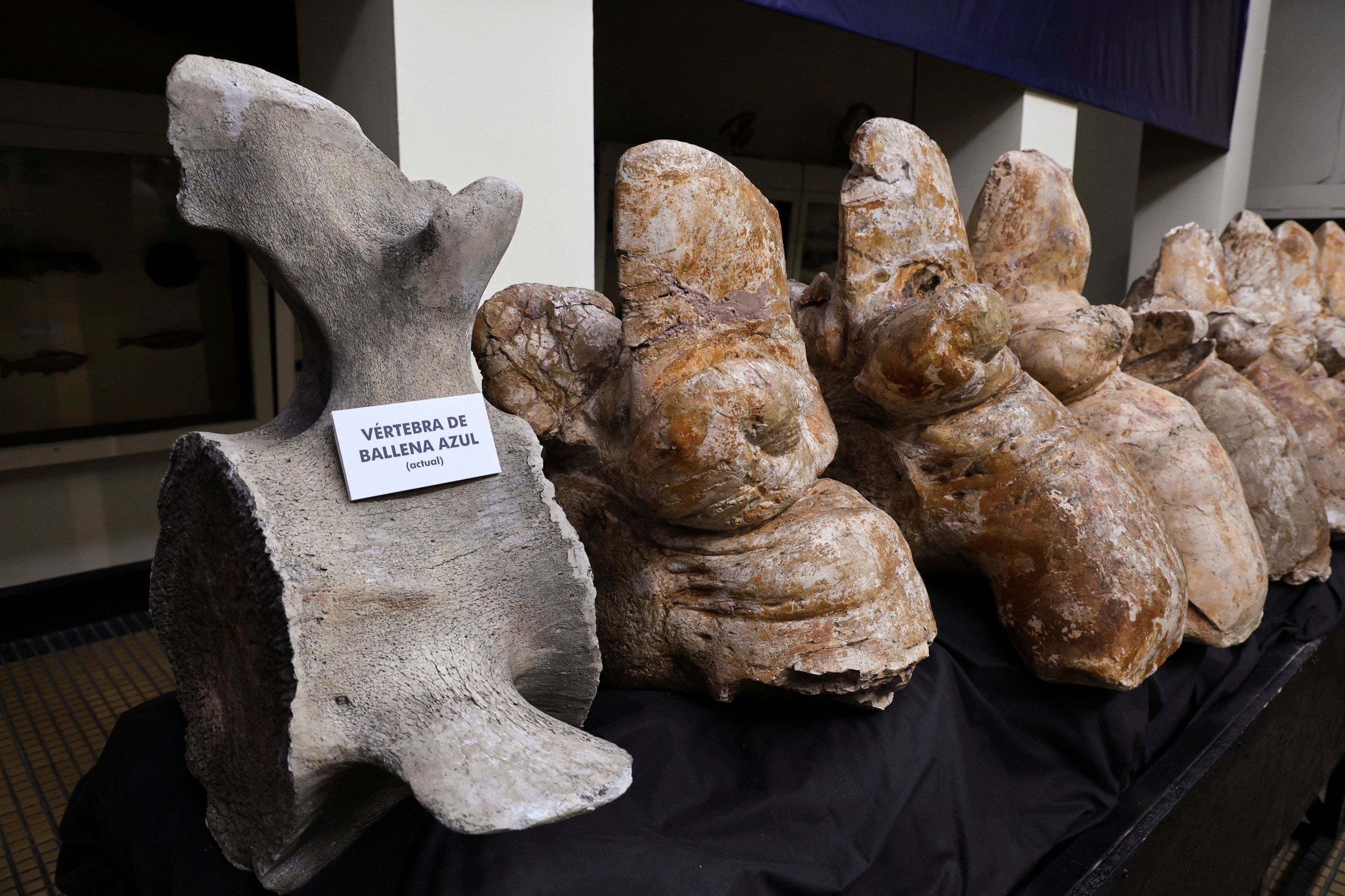 新發現6600萬年前古代巨鯨「祕魯鯨」體重可達340公噸成世界之最