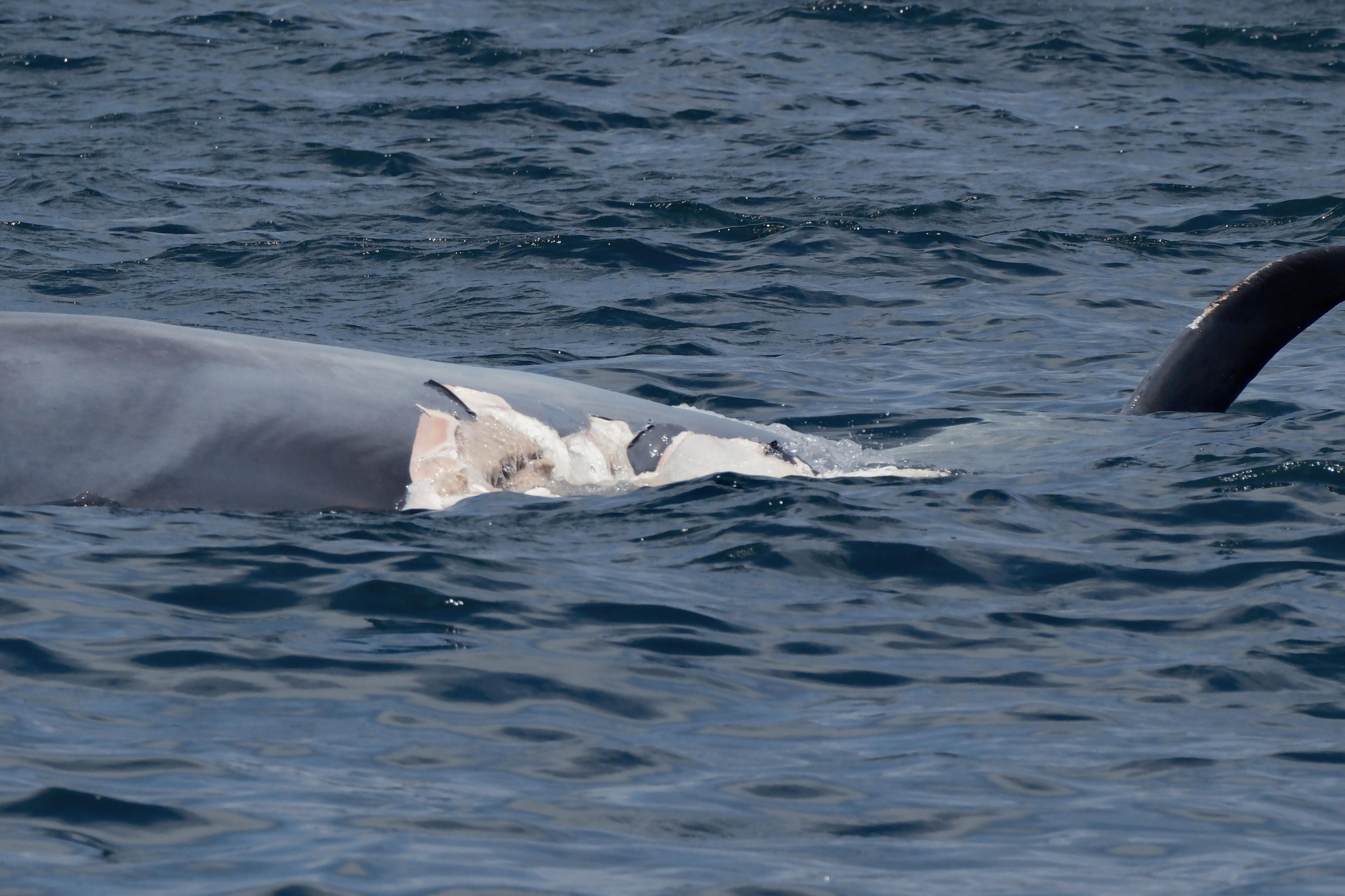 來稿｜苦苦追究鯨落責任不如加強保育意識