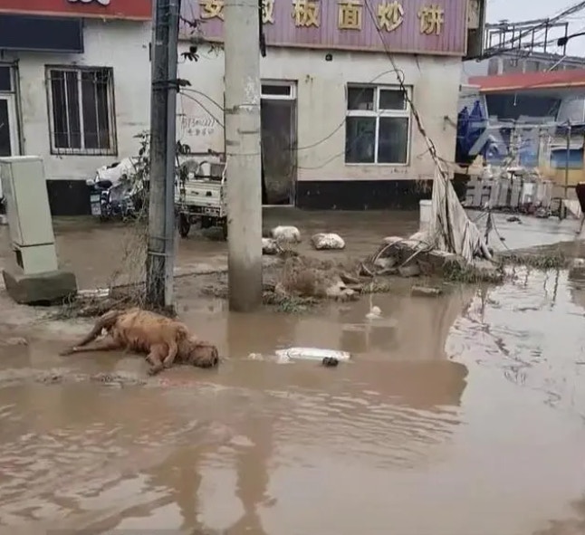 河北涿州洪消退，動物屍體和垃圾在地麵上隨處可見。當局行大麵積消殺，並建議居民減少外出。（影片截圖）