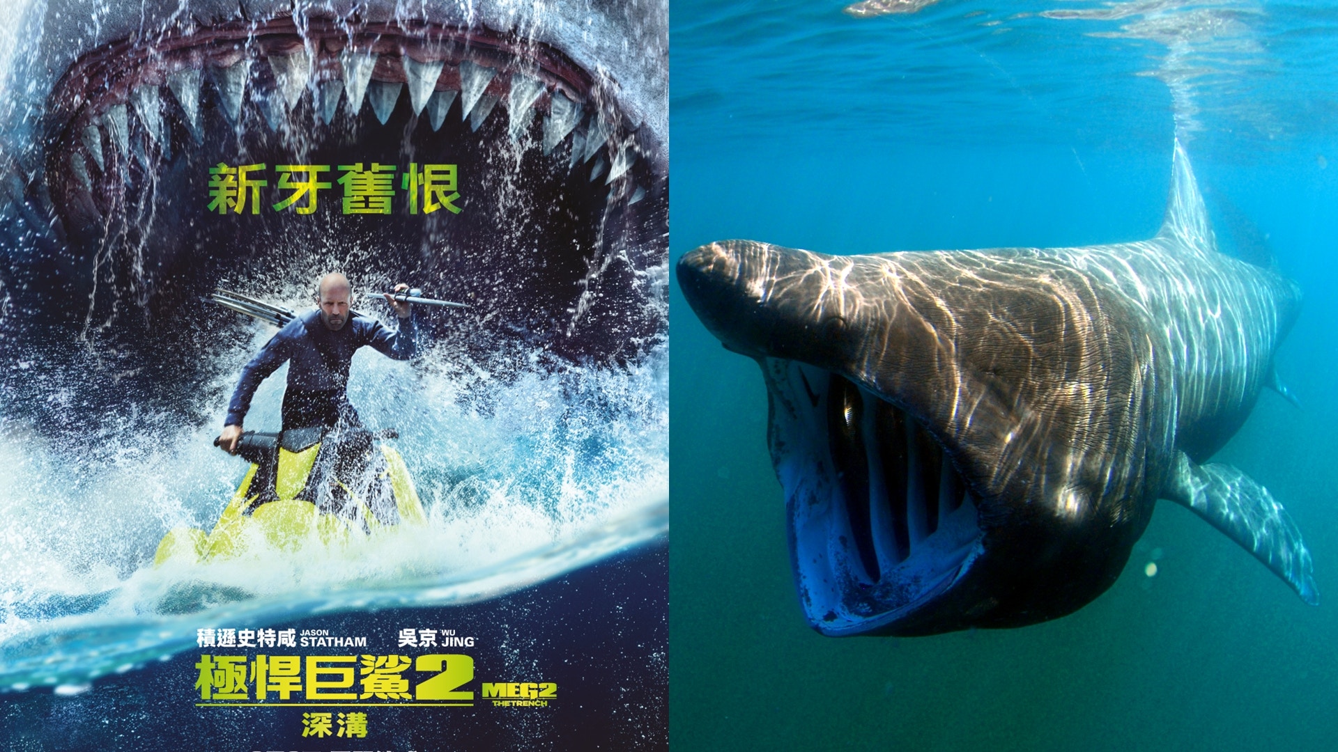 極悍巨鯊2︱盤點10種體型最長海洋生物哺乳霸主藍鯨僅排第二？