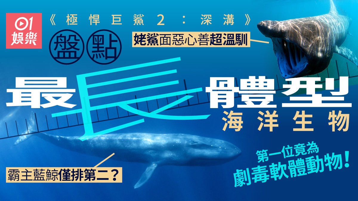 極悍巨鯊2︱盤點10種體型最長海洋生物 哺乳霸主藍鯨僅排第二? 極悍巨鯊2︱盤點10種體型最長海洋生物 哺乳霸主藍鯨僅排第二?
