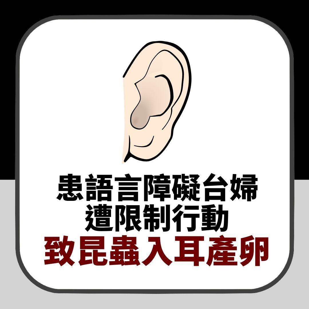 【延伸閱讀】疑耳屎沒清潔被昆蟲飛入產卵　50歲婦耳內竟藏7隻蛆　醫生都嚇親（01製圖）