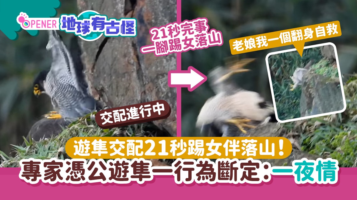 地球有古怪|遊隼交配21秒踢女伴落山!專家憑一行為斷定:一夜情 地球有古怪|遊隼交配21秒踢女伴落山!專家憑一行為斷定:一夜情
