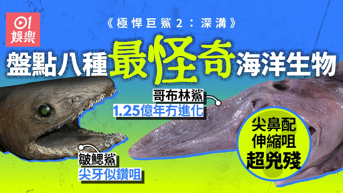 極悍巨鯊2︱盤點八種深海怪奇生物世界最醜生物「抗壓力」奇高