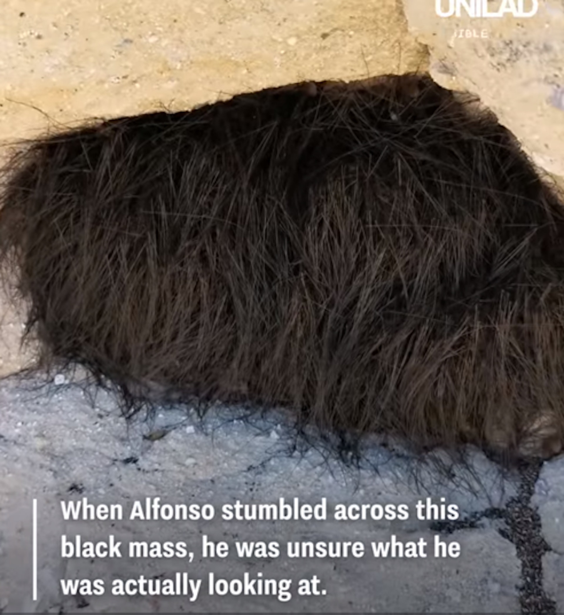 阿方索(Alfonso)在網上發布影片,他被路邊牆洞上的黑色毛茸茸物體吸引,想要查探究竟。(影片截圖) 阿方索(Alfonso)在網上發布影片,他被路邊牆洞上的黑色毛茸茸物體吸引,想要查探究竟。(影片截圖)