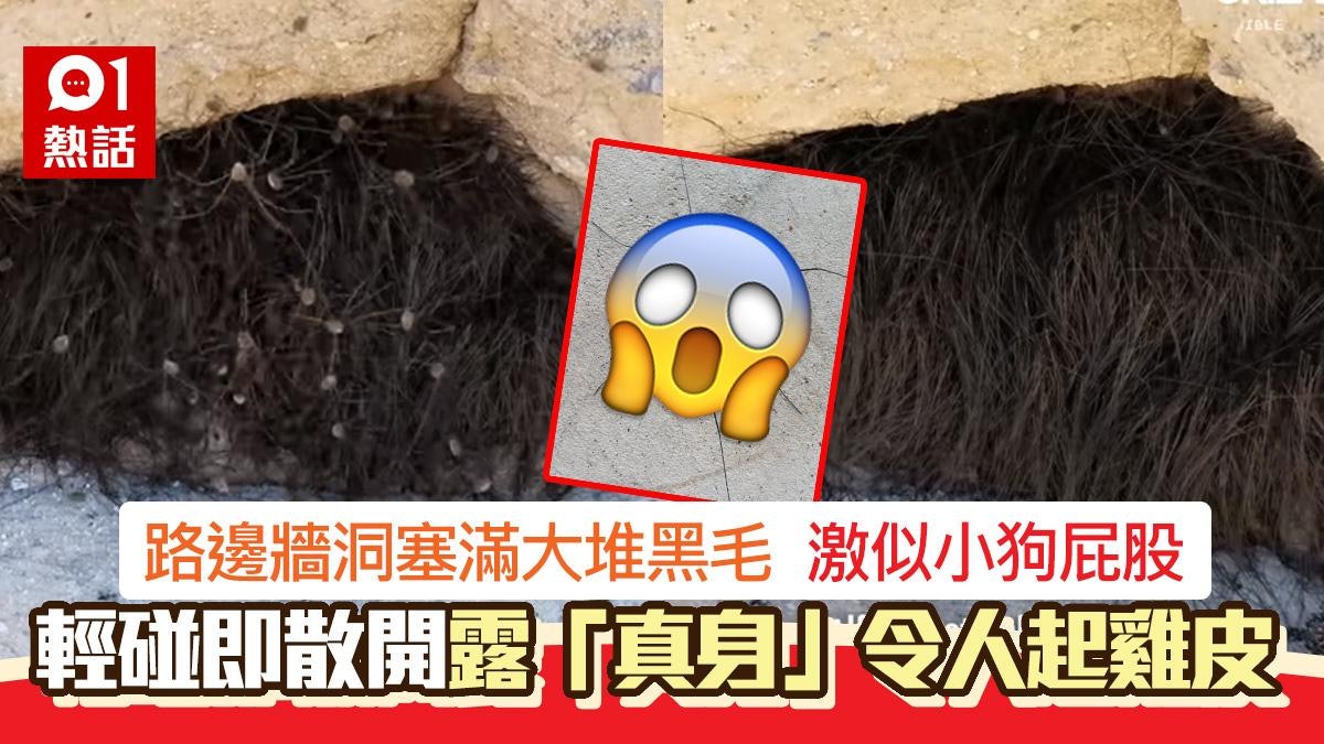 毛管戙!牆洞塞滿黑毛激似小狗屁股 男子輕碰散開 真身竟是… 毛管戙!牆洞塞滿黑毛激似小狗屁股 男子輕碰散開 真身竟是…