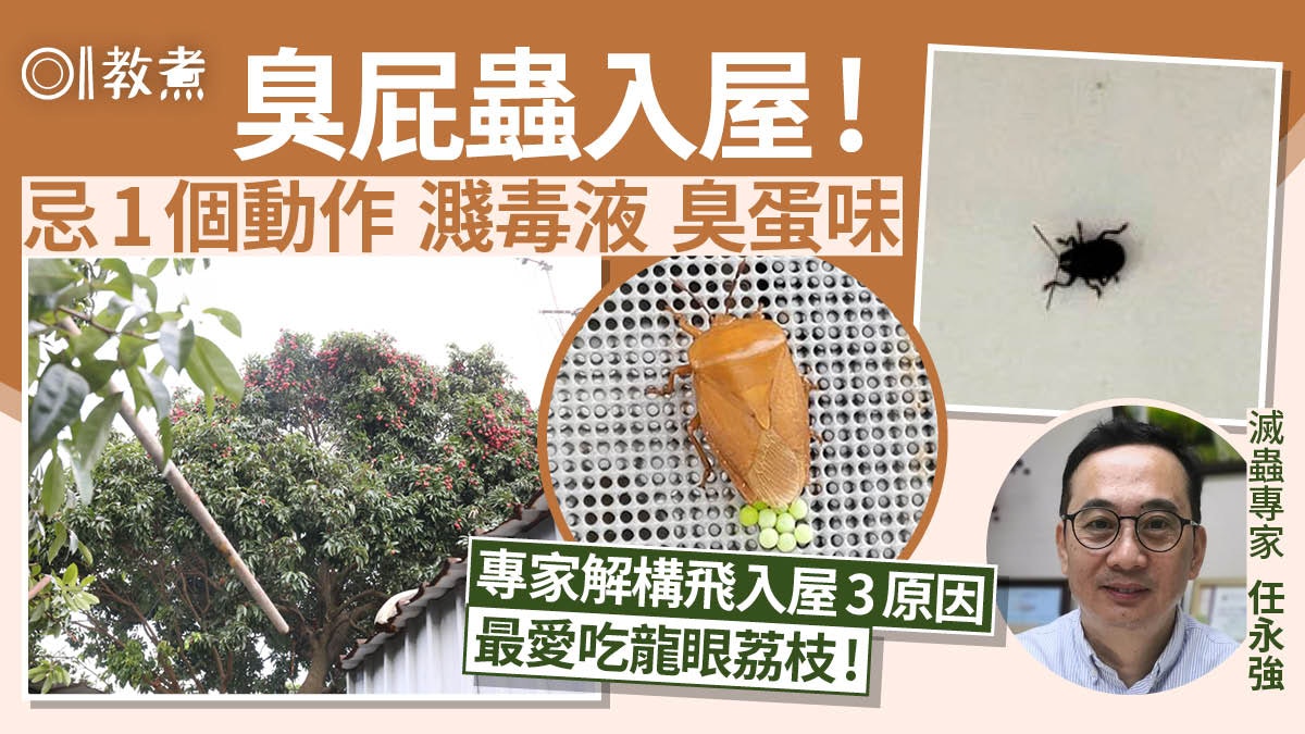 廚房滅蟲|臭屁蟲3原因闖入屋愛荔枝龍眼 忌1動作勁臭濺毒液灼傷 廚房滅蟲|臭屁蟲3原因闖入屋愛荔枝龍眼 忌1動作勁臭濺毒液灼傷