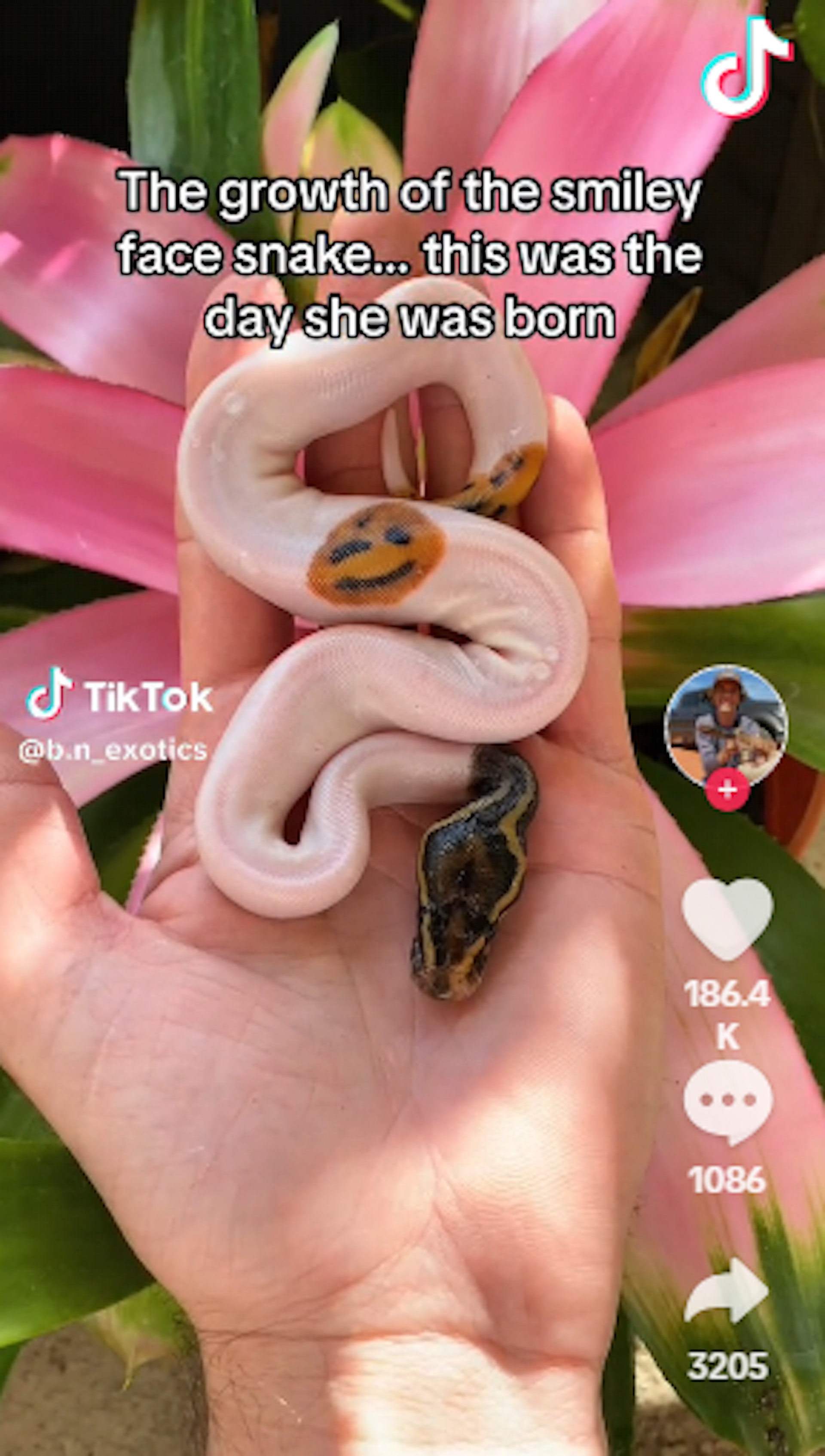 尼克爾森原先並沒有注意到這條小蛇身上的微笑花紋,而是有網友告訴他小蛇有這樣的特殊圖案。(影片截圖) 尼克爾森原先並沒有注意到這條小蛇身上的微笑花紋,而是有網友告訴他小蛇有這樣的特殊圖案。(影片截圖)