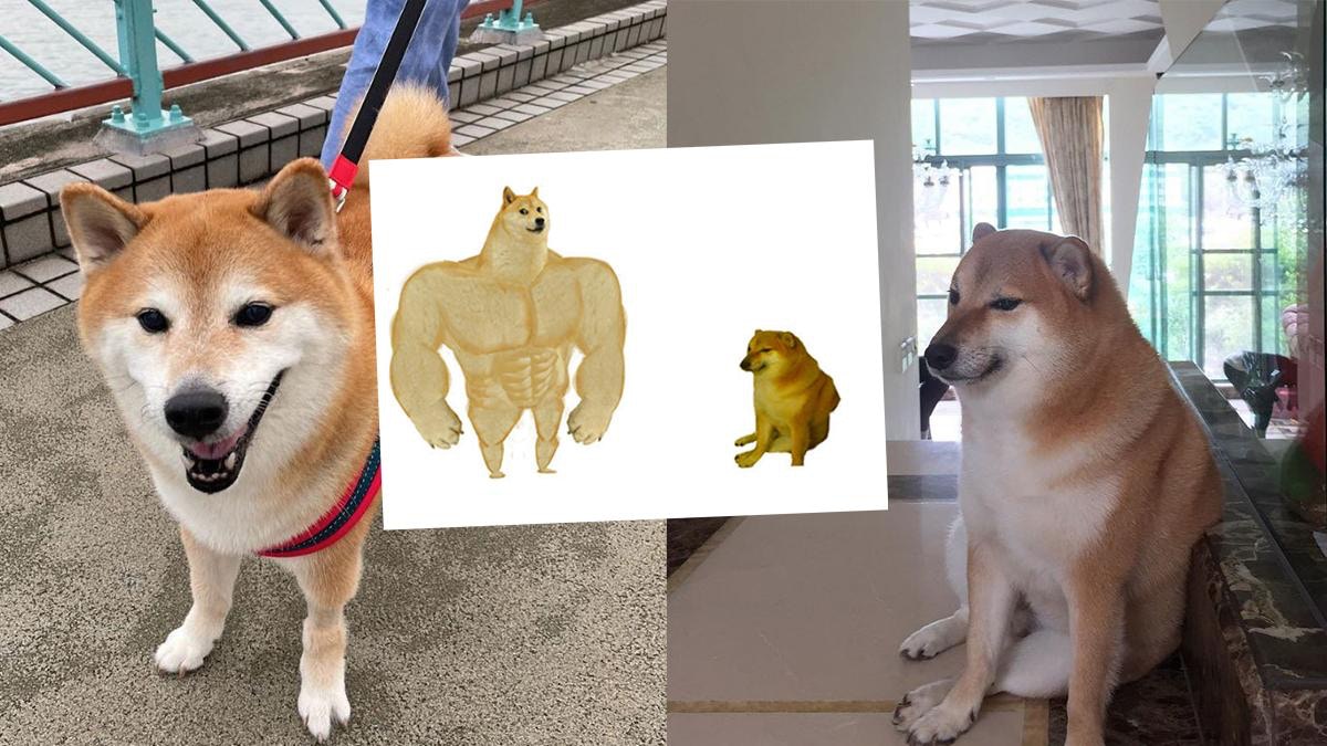 經典Meme香港柴犬離世網民紛悼念主人：請記得波子帶來的歡樂