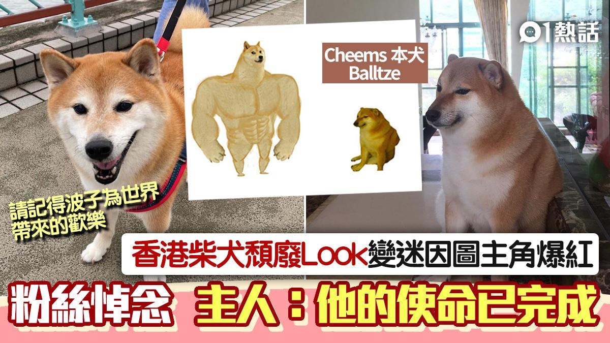 經典Meme香港柴犬離世網民紛悼念主人：請記得波子帶來的歡樂