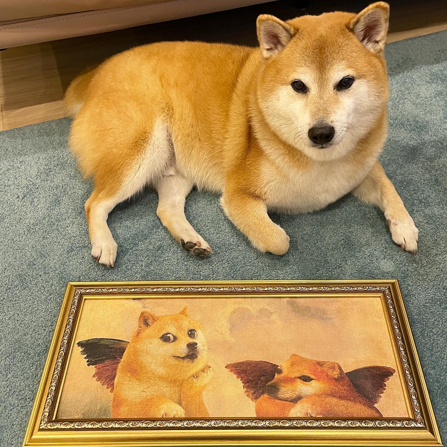港產meme圖始祖Cheems離世一張圖風靡網絡與日本Doge齊名好威水