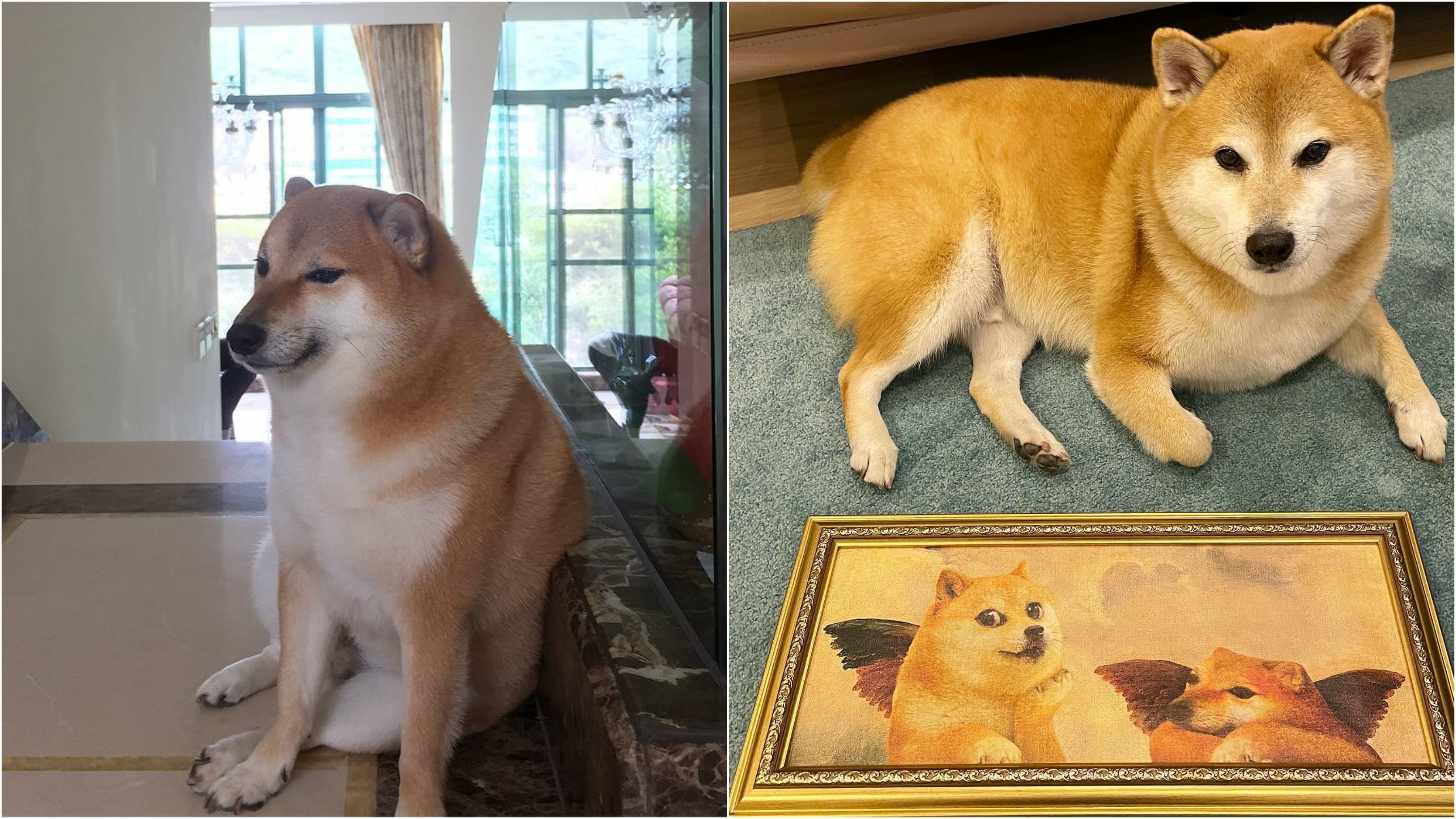 港產meme圖始祖Cheems離世一張圖風靡網絡與日本Doge齊名好威水