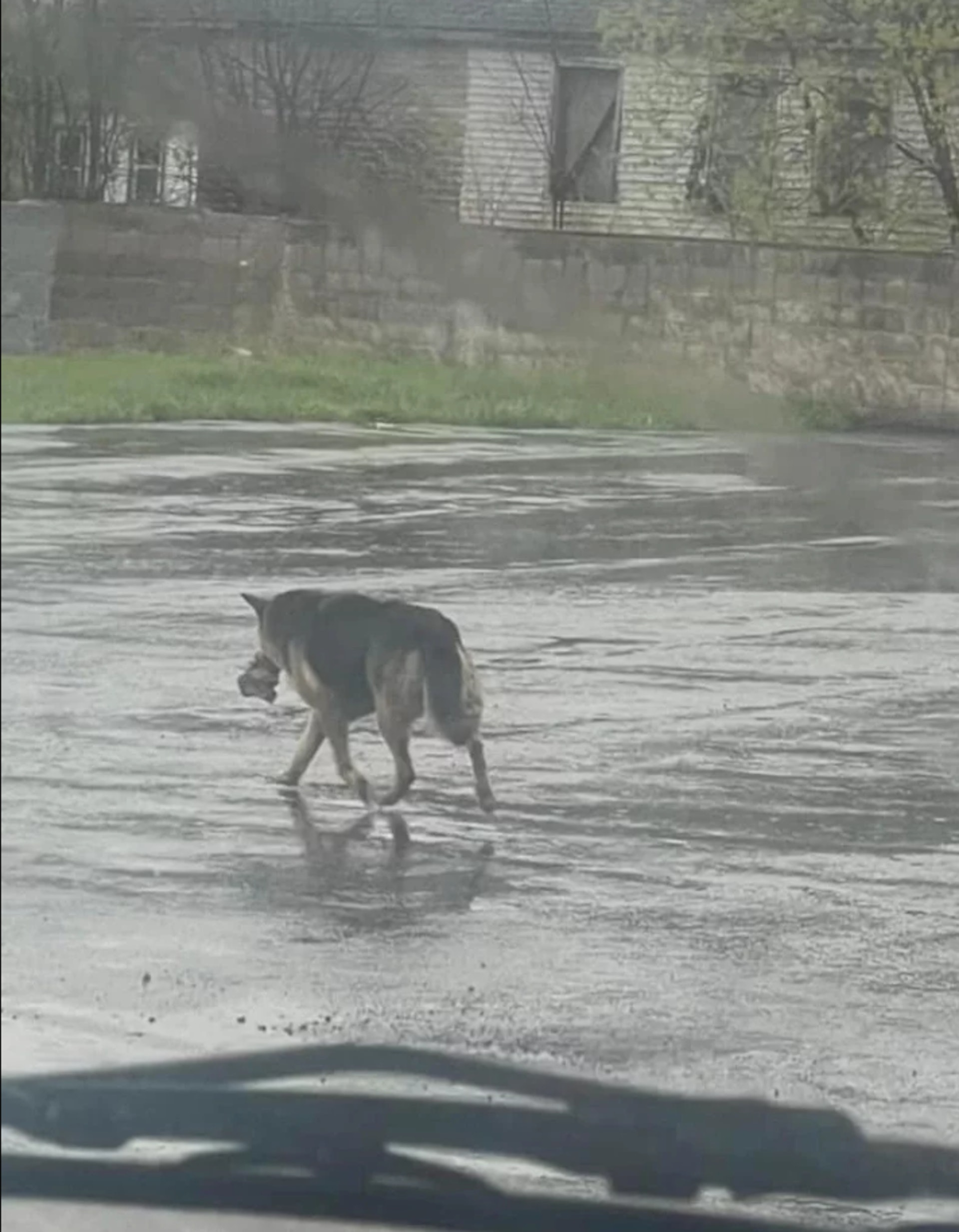 尼基原本是有家的,牠和飼主經常在這附近街上散步,但飼主日前突然過世,尼基頓時失去支柱,只能帶著自己最心愛的玩具,風雨無阻每天在城裡流浪。(IG@Almost Home Animal Rescue) 尼基原本是有家的,牠和飼主經常在這附近街上散步,但飼主日前突然過世,尼基頓時失去支柱,只能帶著自己最心愛的玩具,風雨無阻每天在城裡流浪。(IG@Almost Home Animal Rescue)