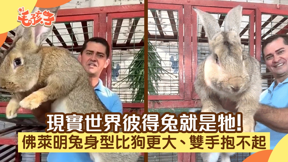 佛兰德巨兔和狗 法蘭德斯巨兔: R/AbsoluteUnits