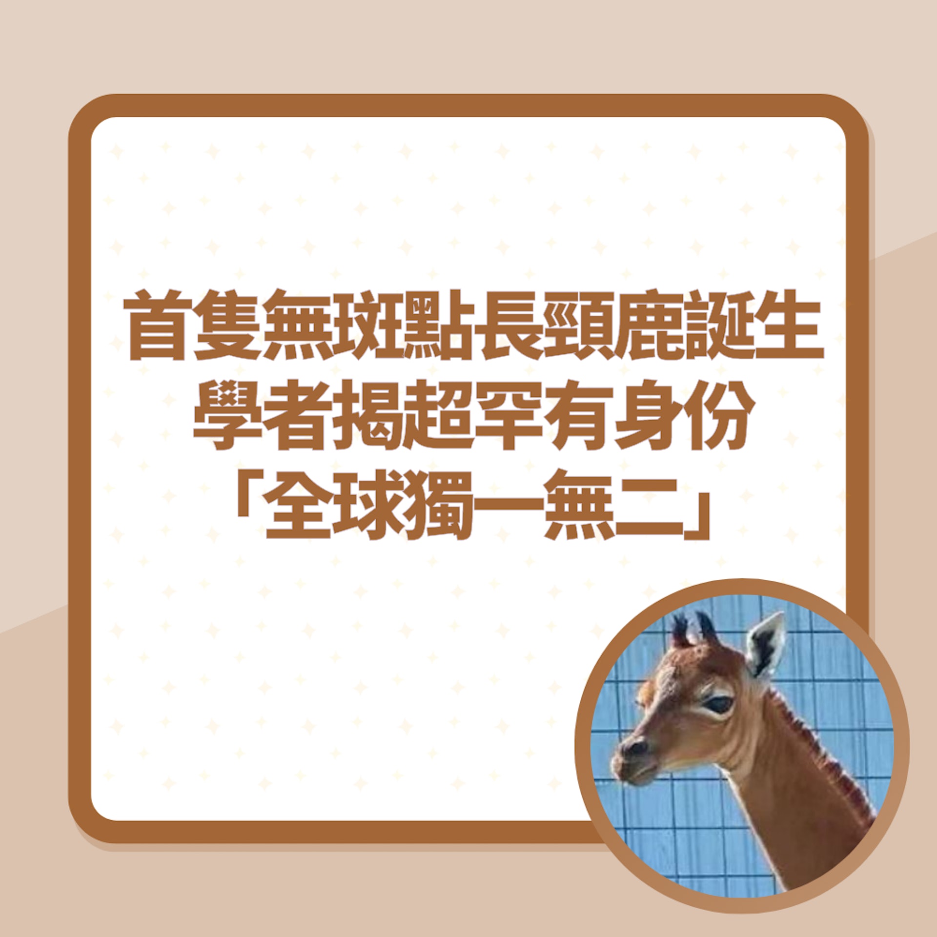 史上首隻「無斑點長頸鹿」誕生!學者揭超罕有身份:全球獨一無二(01製圖/X@@auxwit) 史上首隻「無斑點長頸鹿」誕生!學者揭超罕有身份:全球獨一無二(01製圖/X@@auxwit)