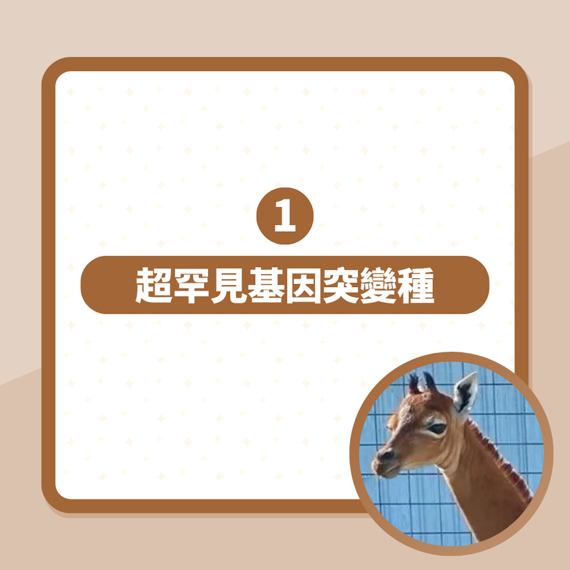 史上首隻「無斑點長頸鹿」誕生!學者揭超罕有身份:全球獨一無二(01製圖/X@@auxwit) 史上首隻「無斑點長頸鹿」誕生!學者揭超罕有身份:全球獨一無二(01製圖/X@@auxwit)