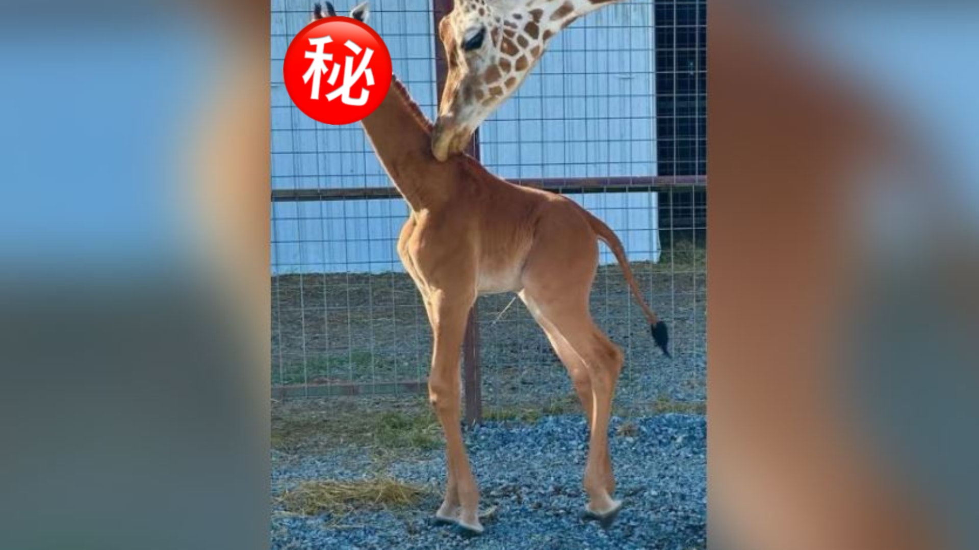 史上首隻「無斑點長頸鹿」誕生!學者揭超罕有身份:全球獨一無二 史上首隻「無斑點長頸鹿」誕生!學者揭超罕有身份:全球獨一無二