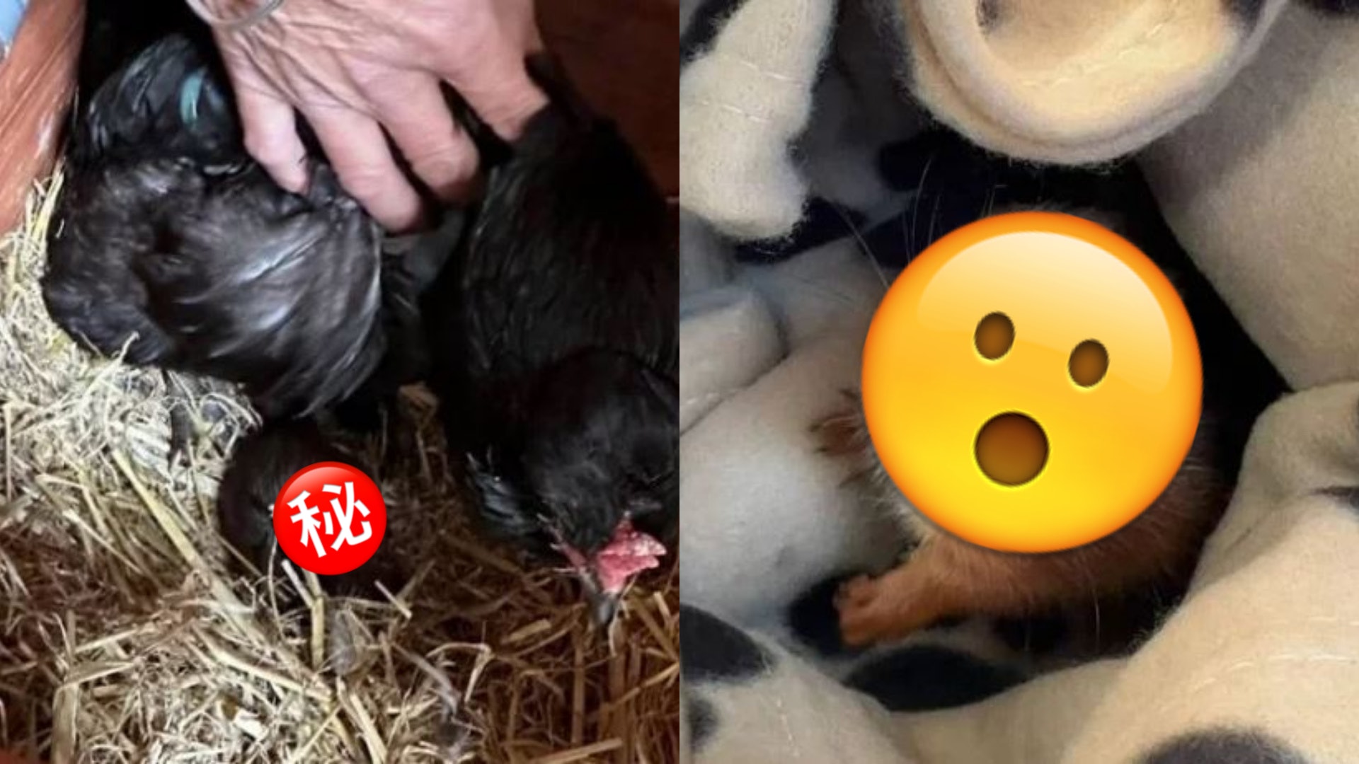 母雞孵「長毛怪蛋」竟是這種小動物 義工超感動:牠救了一條命! 母雞孵「長毛怪蛋」竟是這種小動物 義工超感動:牠救了一條命!