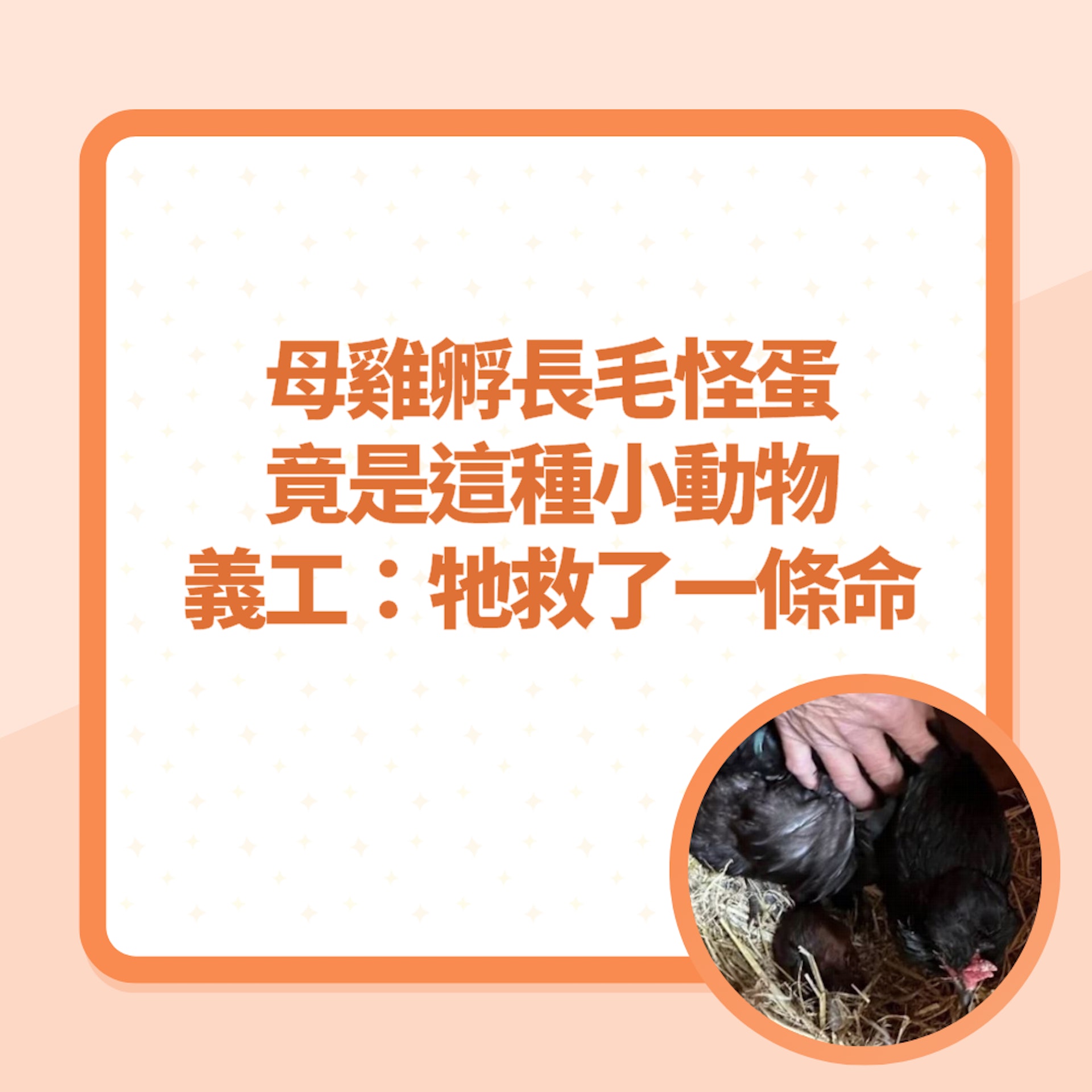 母雞孵「長毛怪蛋」竟是這種小動物 義工超感動:牠救了一條命!(01製圖/Scottish SPCA) 母雞孵「長毛怪蛋」竟是這種小動物 義工超感動:牠救了一條命!(01製圖/Scottish SPCA)