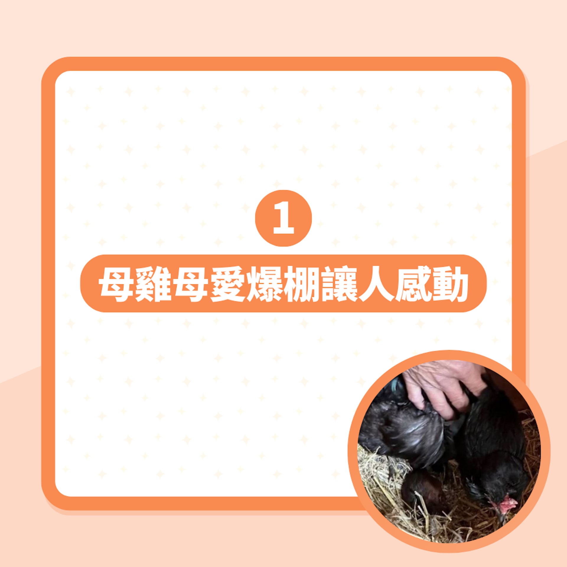 母雞孵「長毛怪蛋」竟是這種小動物 義工超感動:牠救了一條命!(01製圖/Scottish SPCA) 母雞孵「長毛怪蛋」竟是這種小動物 義工超感動:牠救了一條命!(01製圖/Scottish SPCA)
