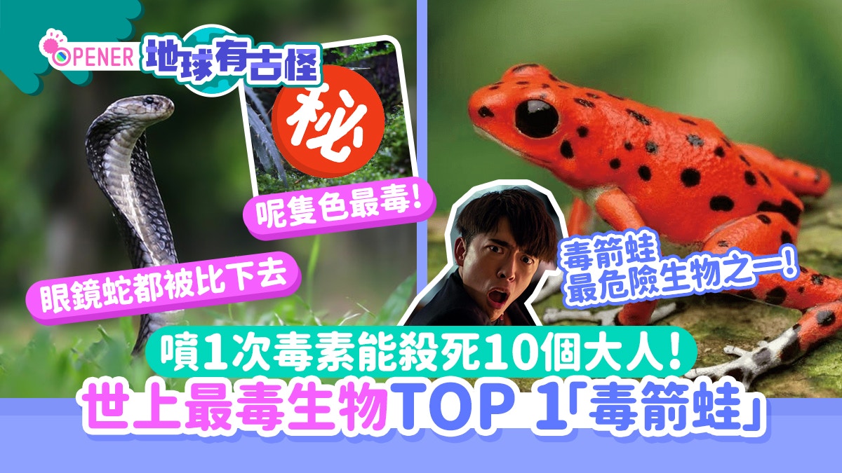 世上最毒生物TOP1「毒箭蛙」　噴1次毒殺死10個人　呢隻顏色最毒!
