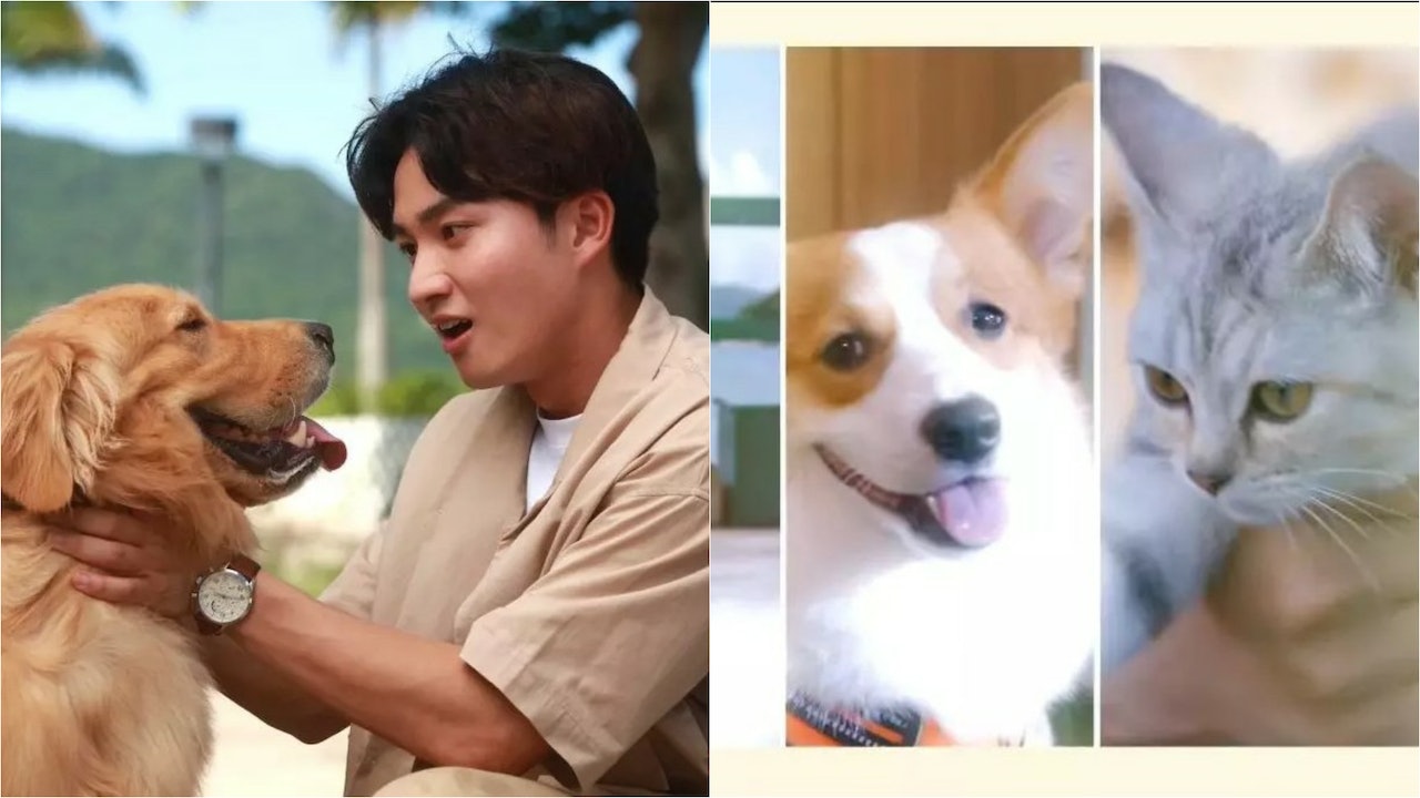 The Heartwarming Finale of “Love Pet Pet”: Will Lin Xiawei and Zhou Jialuo Find Love and Marriage?