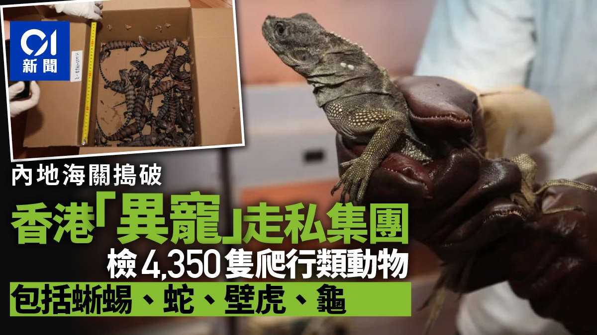 經香港走私「異寵」入境 內地海關拘30人查獲逾4300隻爬行類動物 經香港走私「異寵」入境 內地海關拘30人查獲逾4300隻爬行類動物