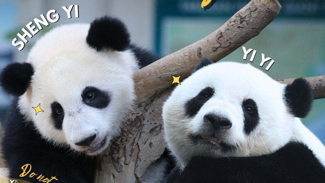 大熊貓「誼誼」和「升誼」啟程返中國 馬來西亞動物園歡送 大熊貓「誼誼」和「升誼」啟程返中國 馬來西亞動物園歡送
