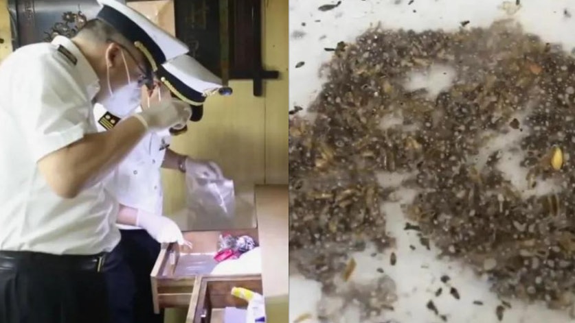 慎入!南京海關檢查入境船舶發現1萬餘隻死蟑螂 網民直呼太噁心 慎入!南京海關檢查入境船舶發現1萬餘隻死蟑螂 網民直呼太噁心