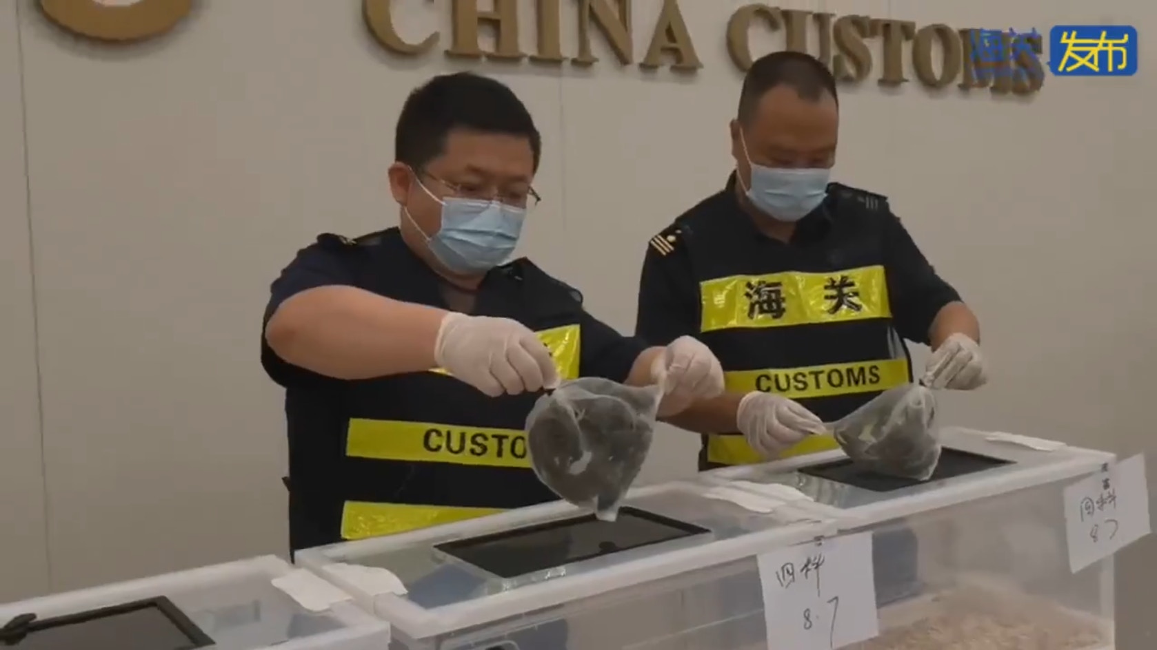 一名女子經福田口岸過關時，將16隻蜥蜴藏匿在胸部，最終被深圳海關截查。（海關發布）