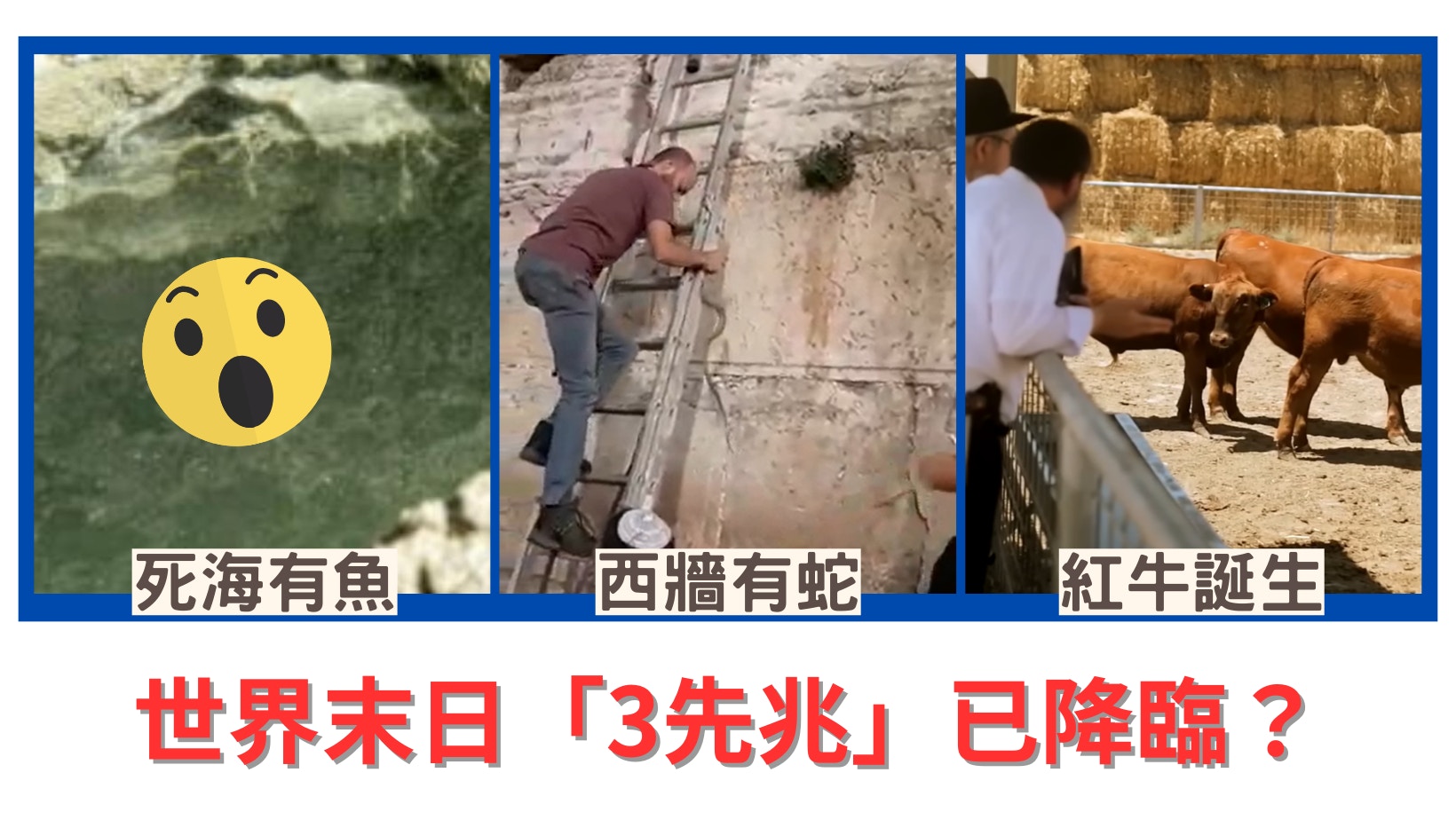 世界末日早有預兆？紅牛誕生哭牆見蛇　3怪象證《聖經》預言