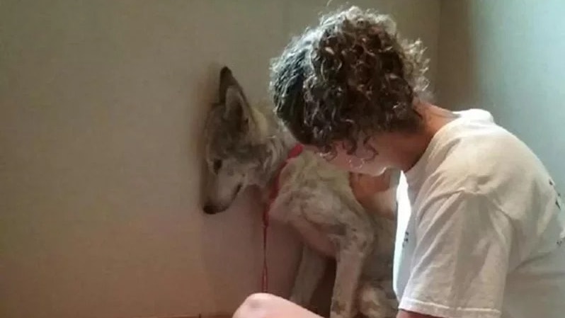 收容所生病浪汪常縮在角落不敢看人 獸醫替牠檢查後:牠不是狗呀 收容所生病浪汪常縮在角落不敢看人 獸醫替牠檢查後:牠不是狗呀