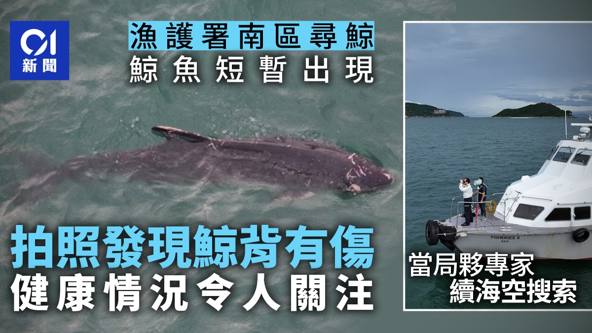 鯨魚．香港｜漁護署稱相片顯示鯨魚背部有傷口健康狀況令人關注