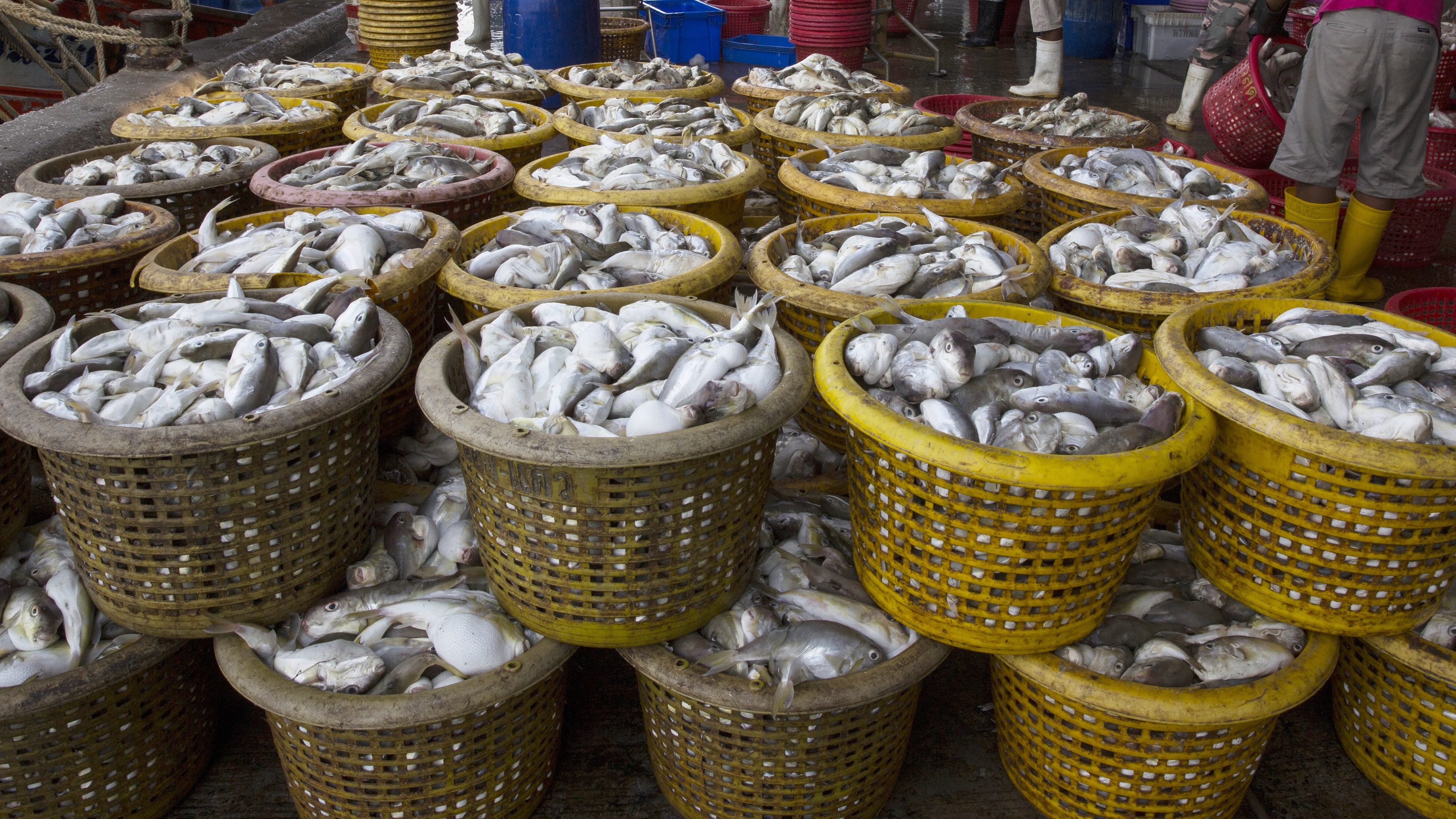 泰國：圖為2016年2月2日，泰國宋卡府漁民捕獲的魚。（Getty）