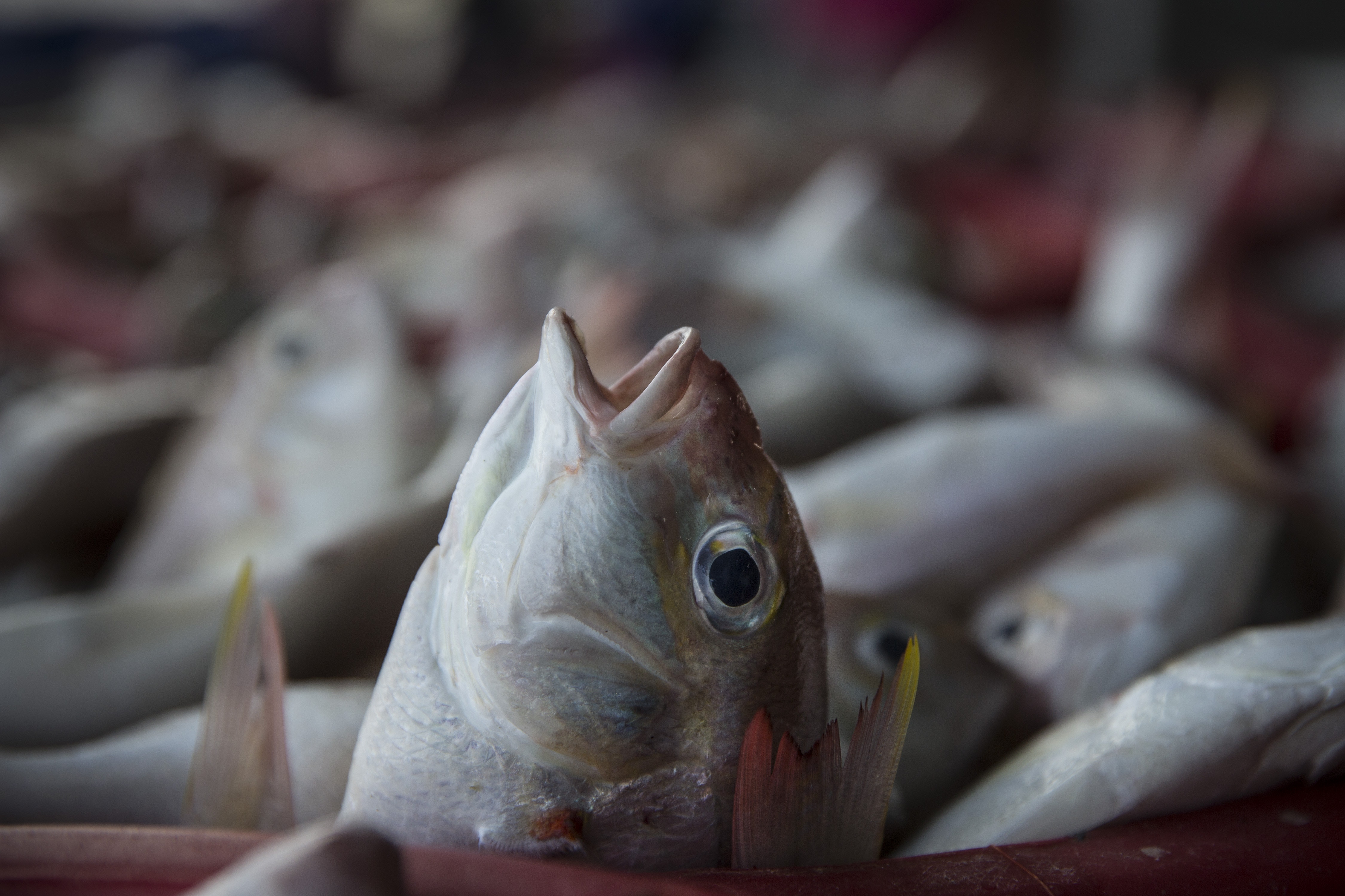 泰國：圖為2016年2月2日，泰國宋卡府漁民捕獲的魚。（Getty）