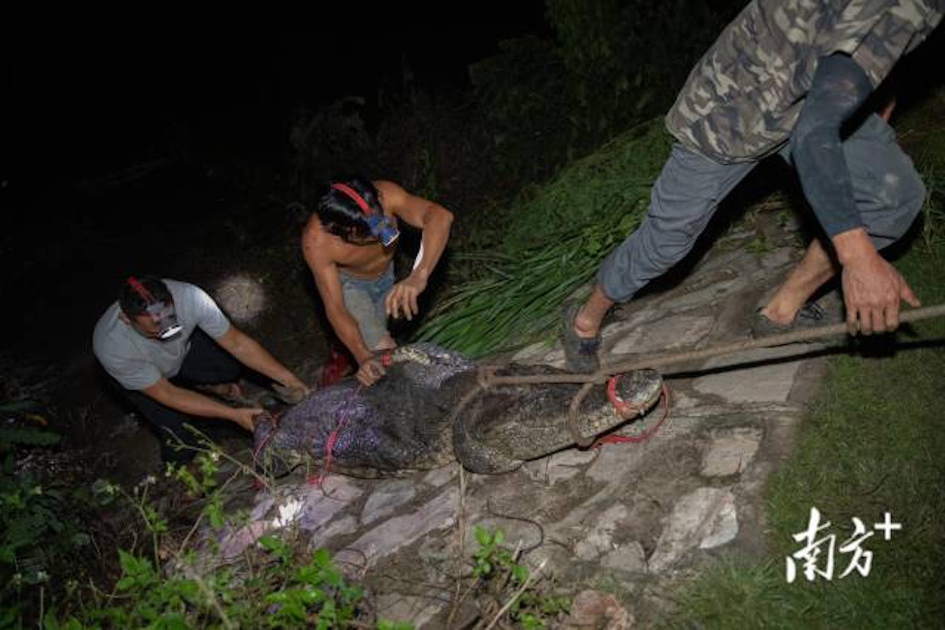 「出逃」鱷魚已被抓回69條,僅剩2條未被抓回。(南方+) 「出逃」鱷魚已被抓回69條,僅剩2條未被抓回。(南方+)