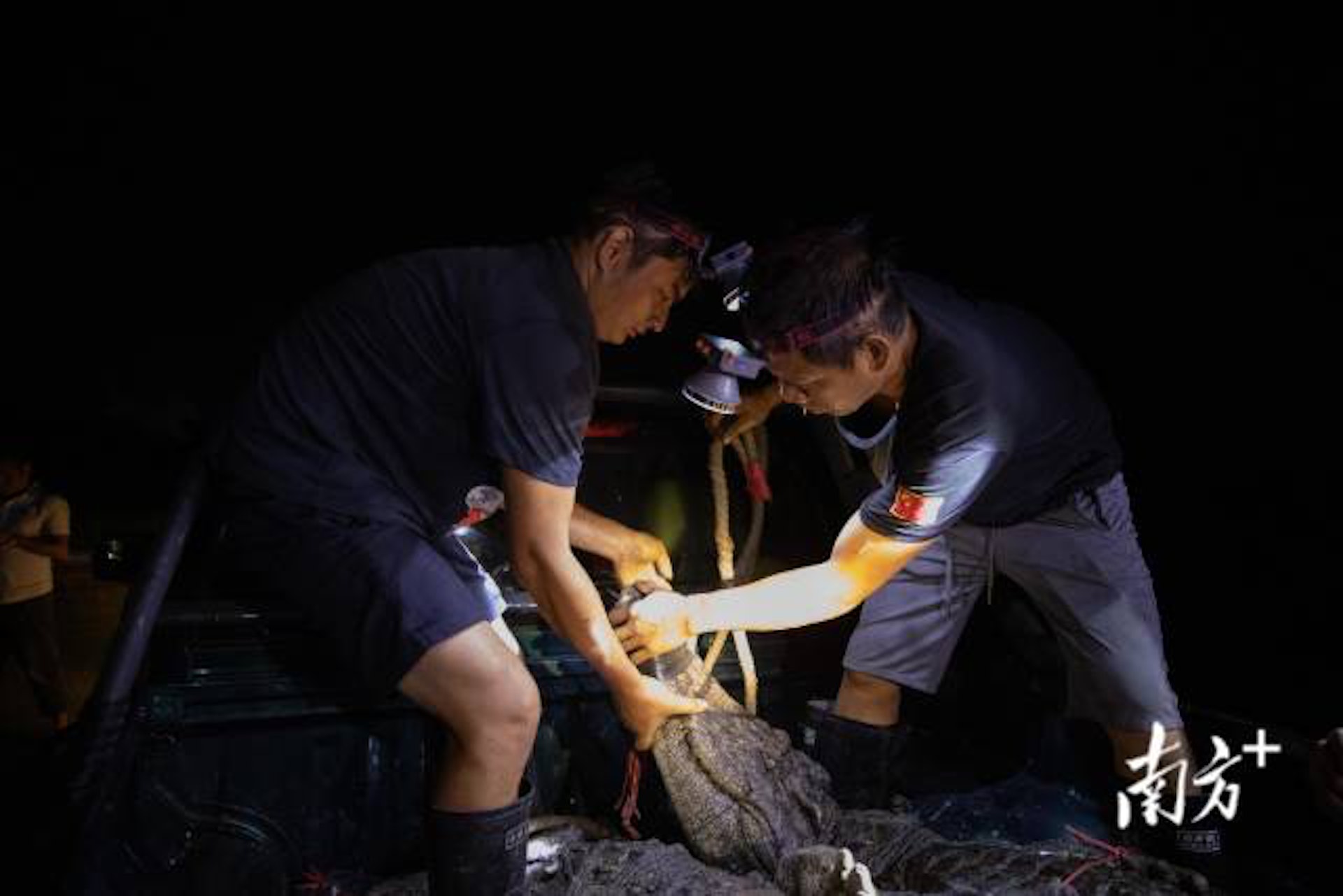 「出逃」鱷魚已被抓回69條,僅剩2條未被抓回。(南方+) 「出逃」鱷魚已被抓回69條,僅剩2條未被抓回。(南方+)